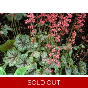 Heuchera 'Peppermint Spice'